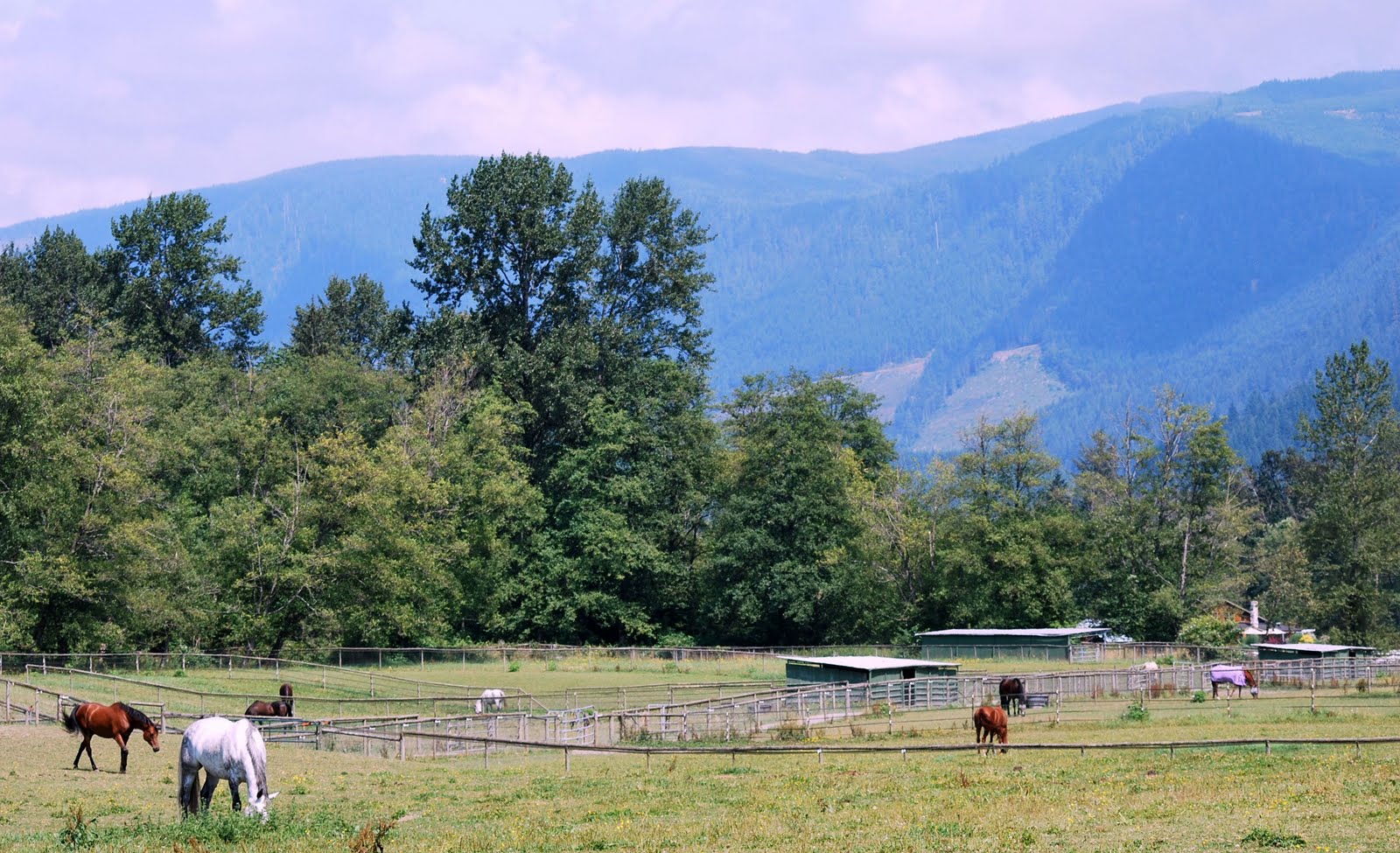 Rosebud River Horse Ranch — open field along the Snoqualmie River